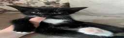 Mixed Breed cats for sale: 3 X Mixed breed kittens - Advert 4
