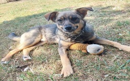 Mixed Breed dogs for adoption: Bramble - super affectionate boy  - Image 1