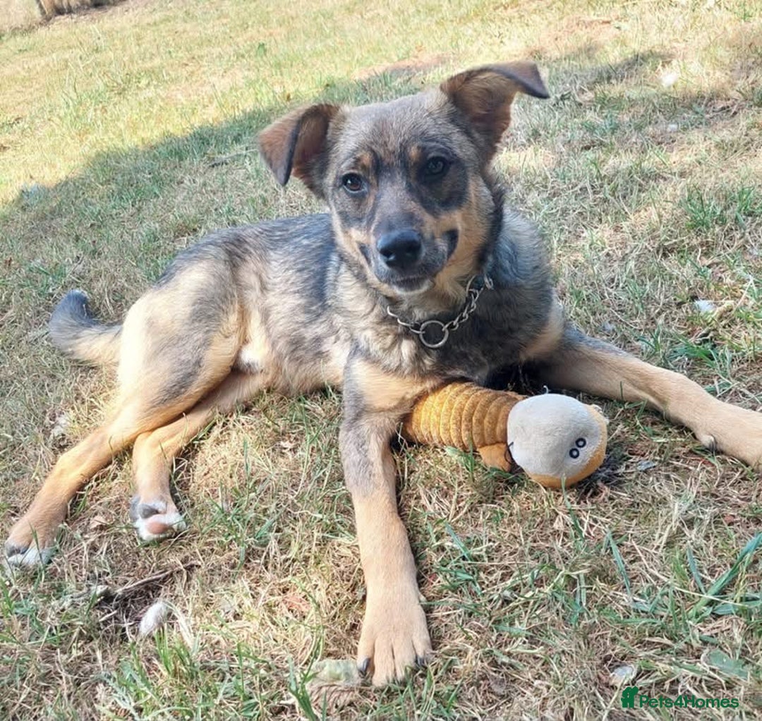 Mixed Breed dogs for adoption: Bramble - super affectionate boy  - Image 1