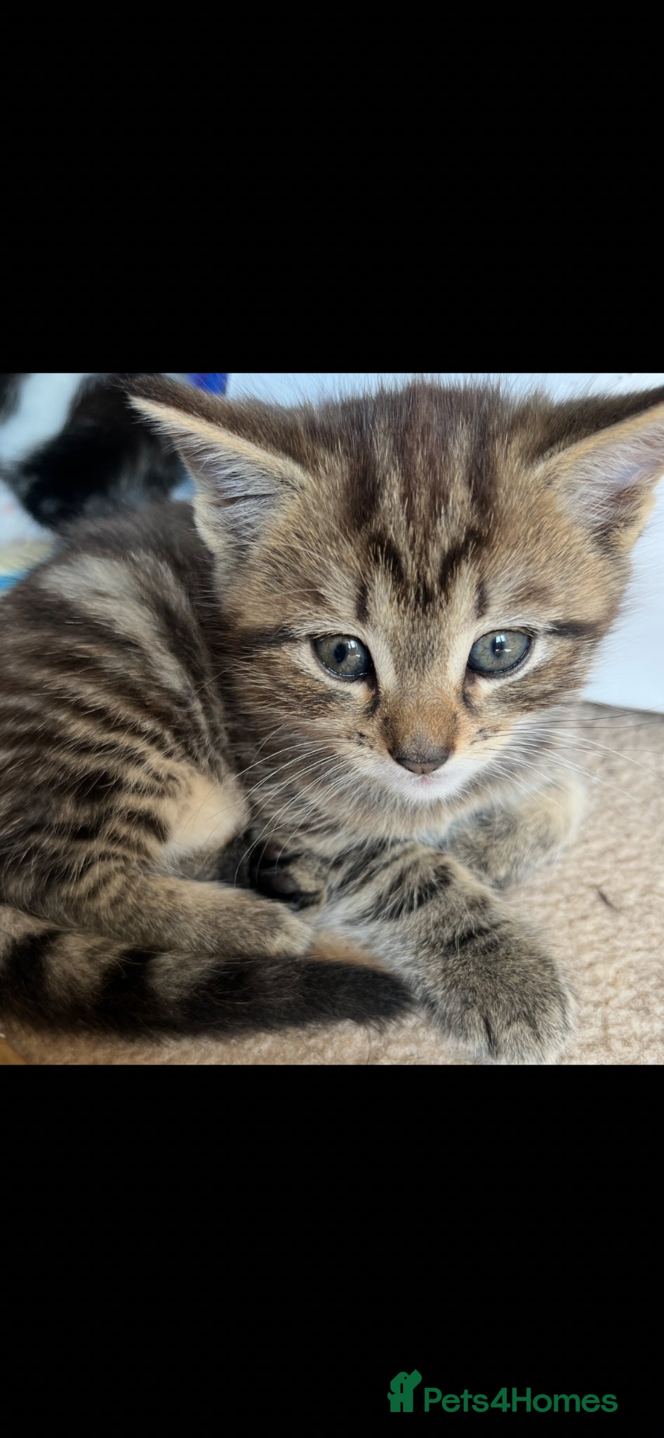 British Shorthair cats British Shorthair cross Kittens.Ready now.   - Advert 11