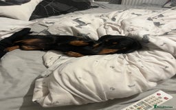 Miniature Dachshund dogs for sale: Champion line miniature Dachshunds KCREG PRACLEAR  - Image 13