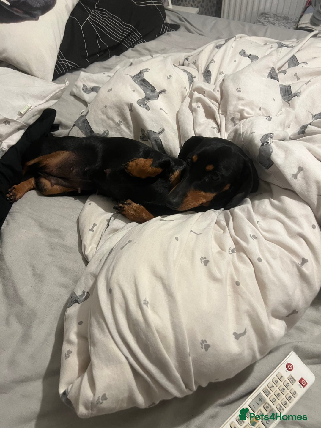 Miniature Dachshund dogs for sale: Champion line miniature Dachshunds KCREG PRACLEAR  - Image 13