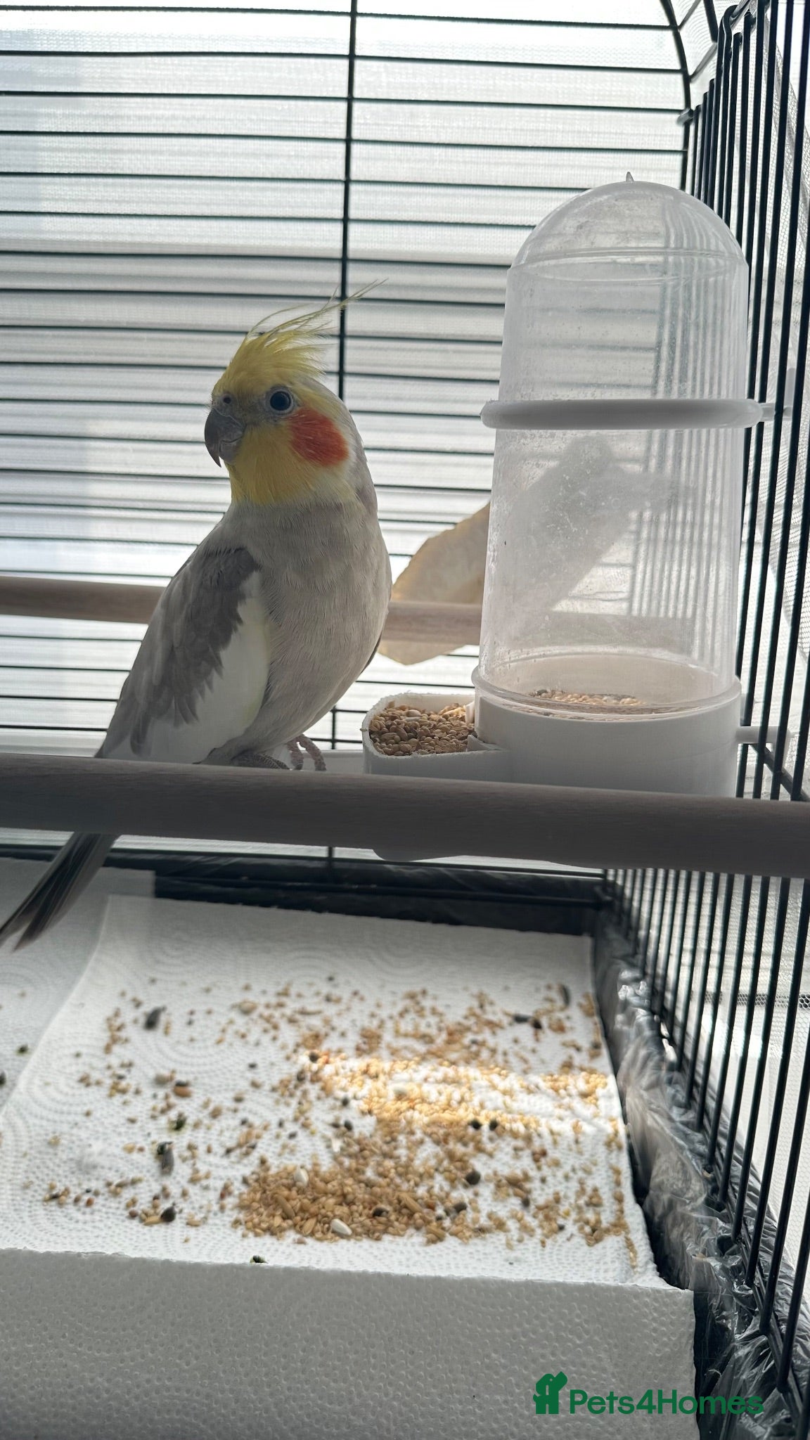 Cockatiels birds cockatiel - Advert 3