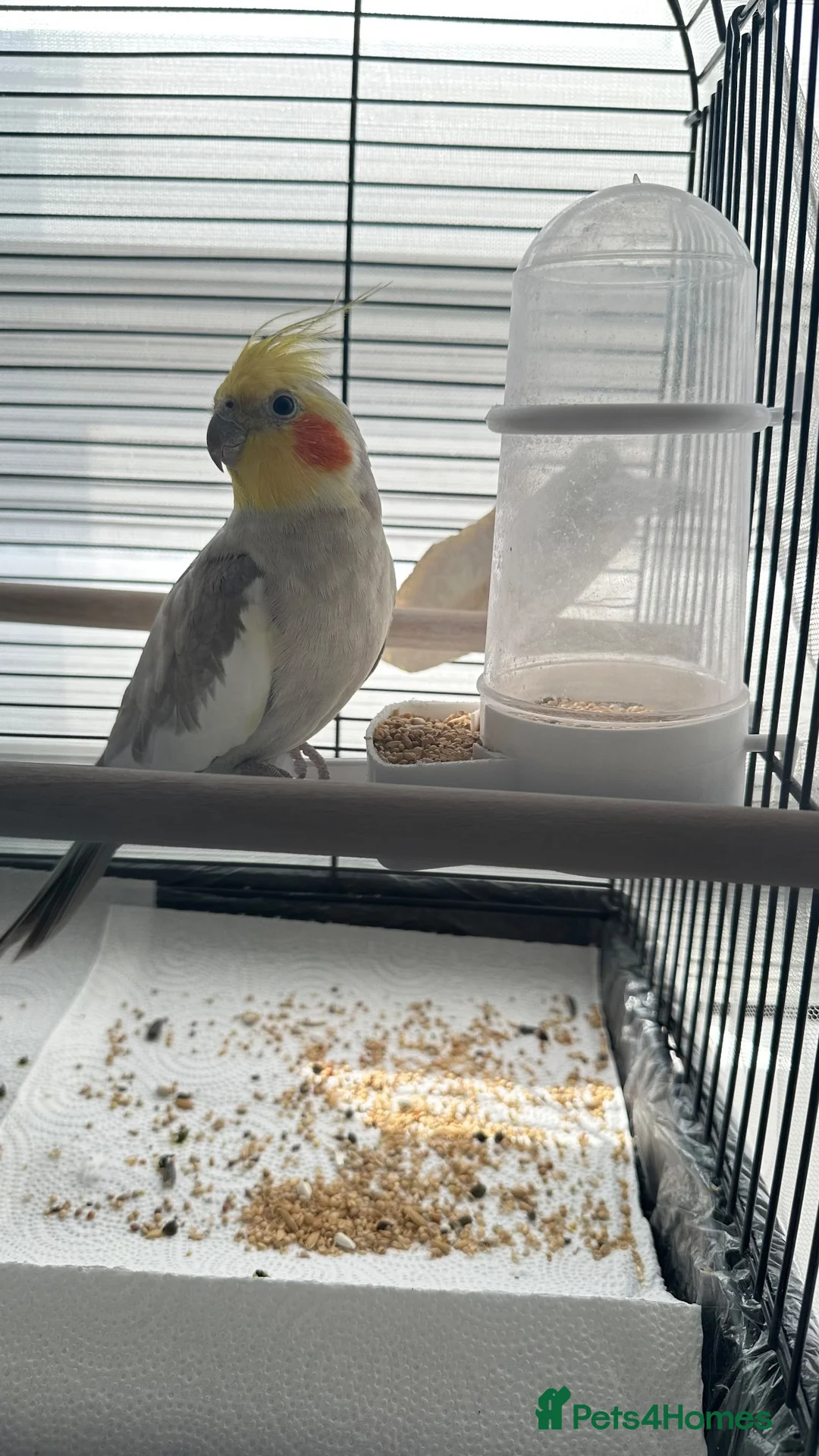 Cockatiels birds for sale: cockatiel in London - Advert 1