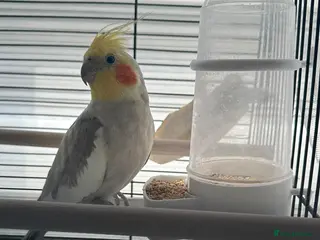 Cockatiels birds cockatiel - Advert 3
