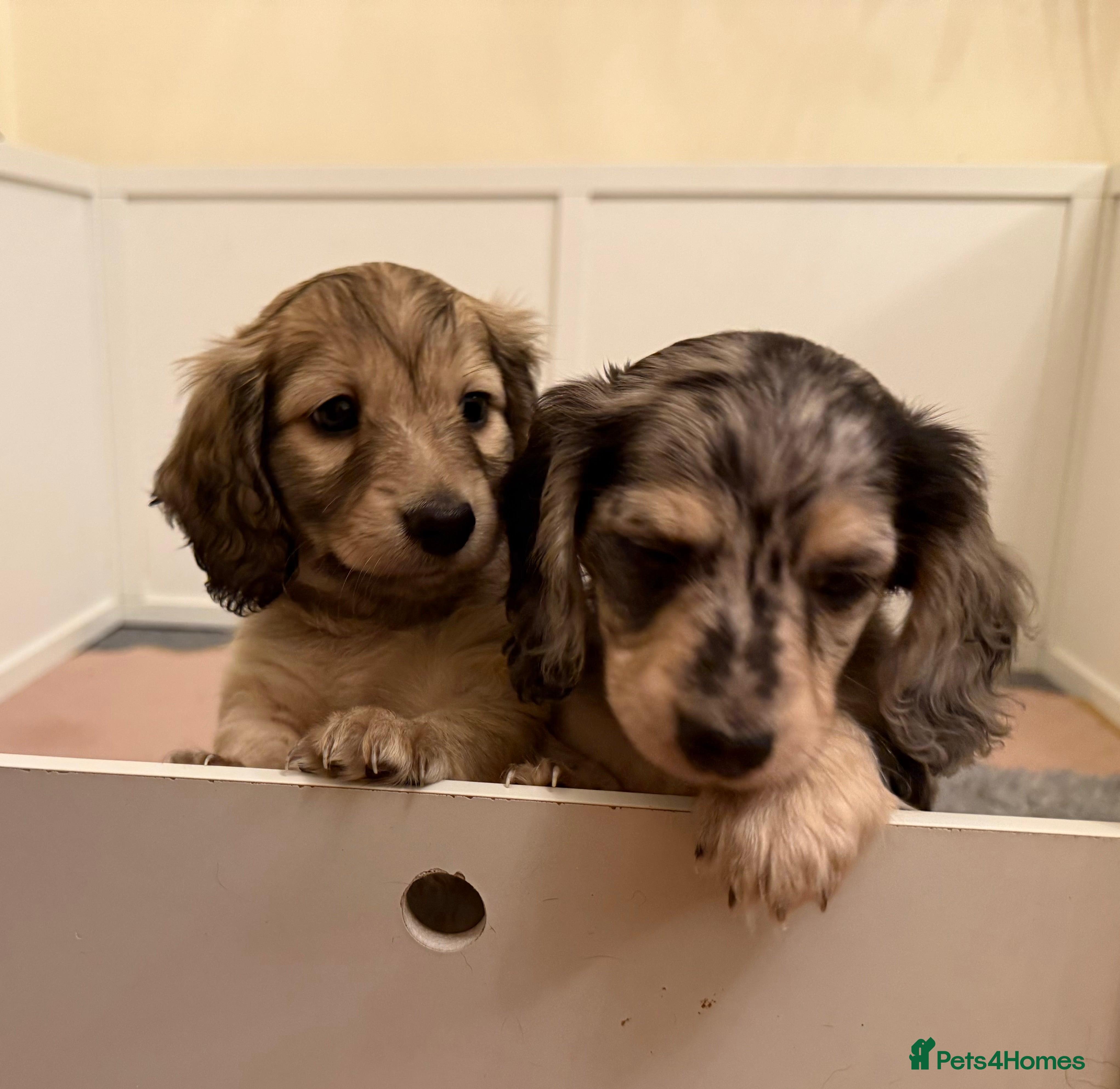 Miniature Dachshund dogs LONG HAIRED MINI DACSHUND  - Advert 4