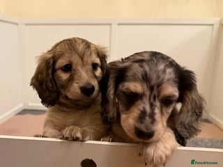 Miniature Dachshund dogs LONG HAIRED MINI DACSHUND - Advert 3