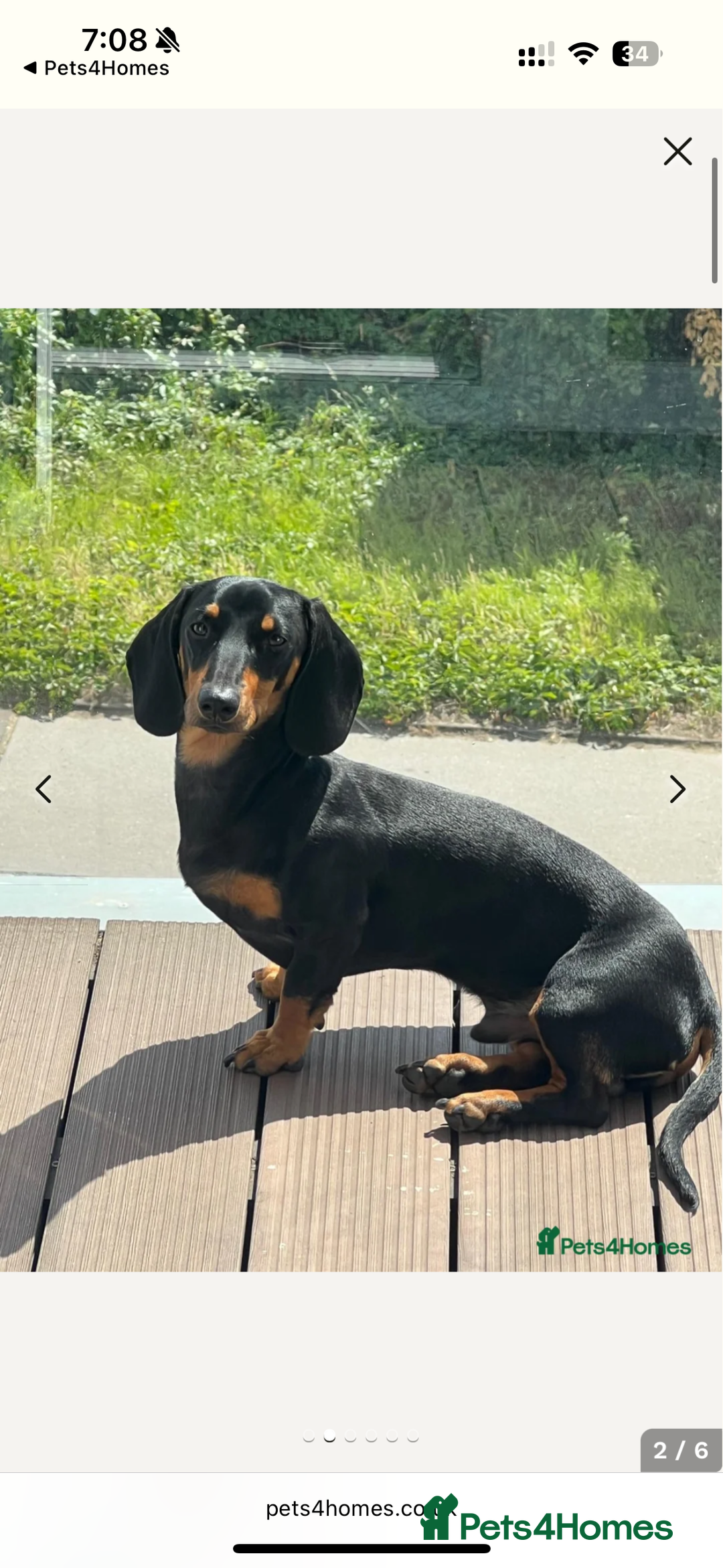 Dachshund dogs for sale: Adorable Dacshund Needs New Home - Image 8