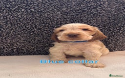 Cocker Spaniel dogs for sale: Full pedigree Show Cocker Spaniel Puppies 🐾 - Image 3