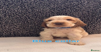 Cocker Spaniel dogs - Advert 14