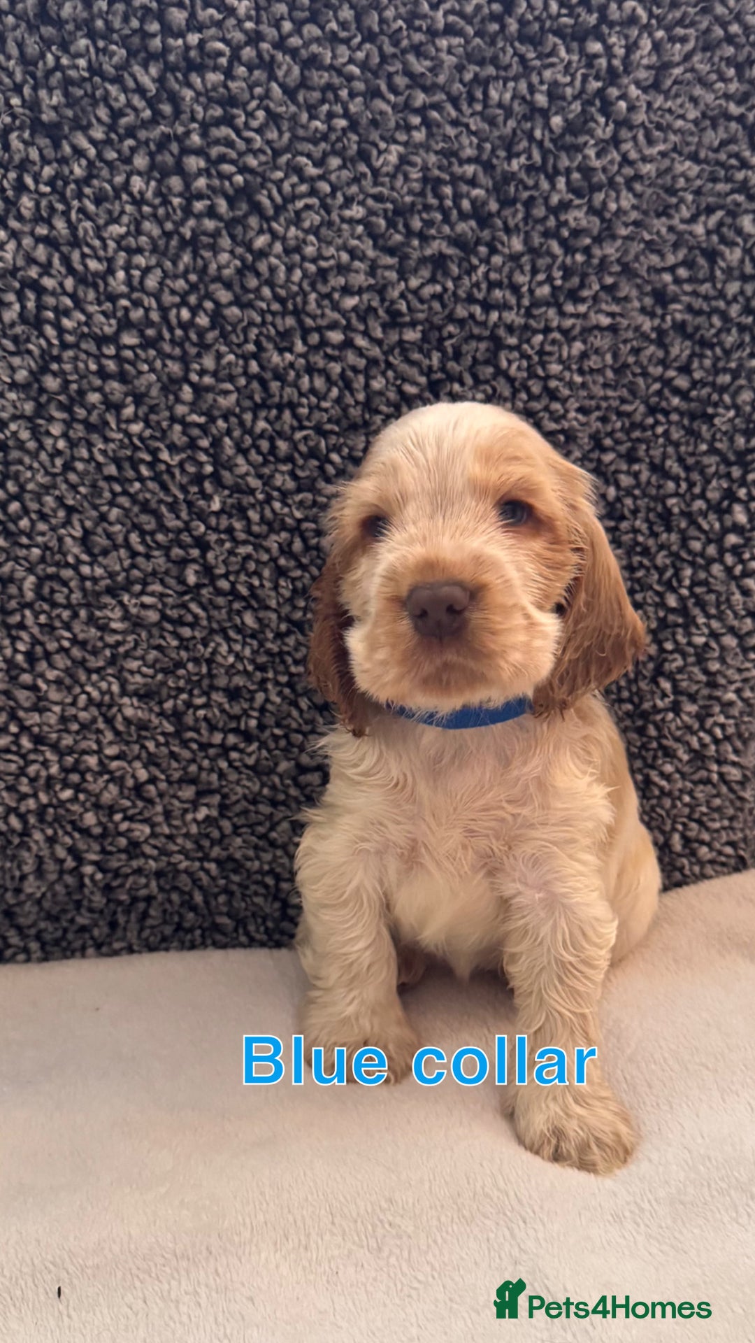 Cocker Spaniel dogs for sale: Full pedigree Show Cocker Spaniel Puppies 🐾 - Image 3