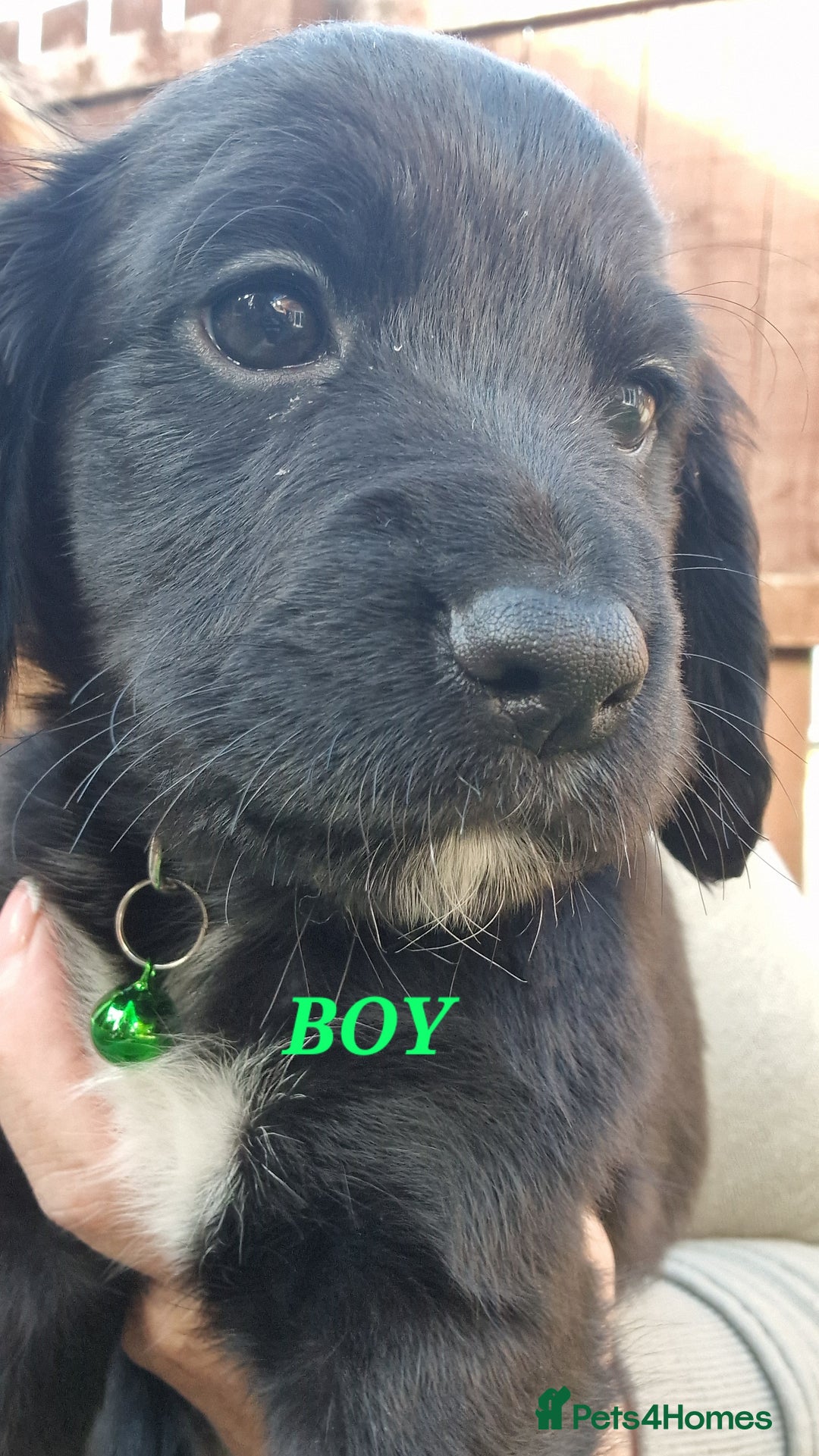 Sprocker dogs for sale: Sprocker Puppies  - Image 4