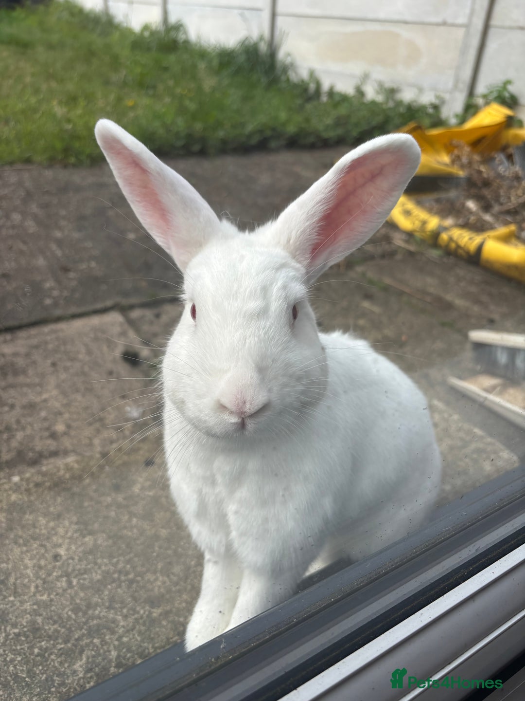 Mixed Breed rabbits for sale: 3Yr old Male & Female Rabbits - Advert 1