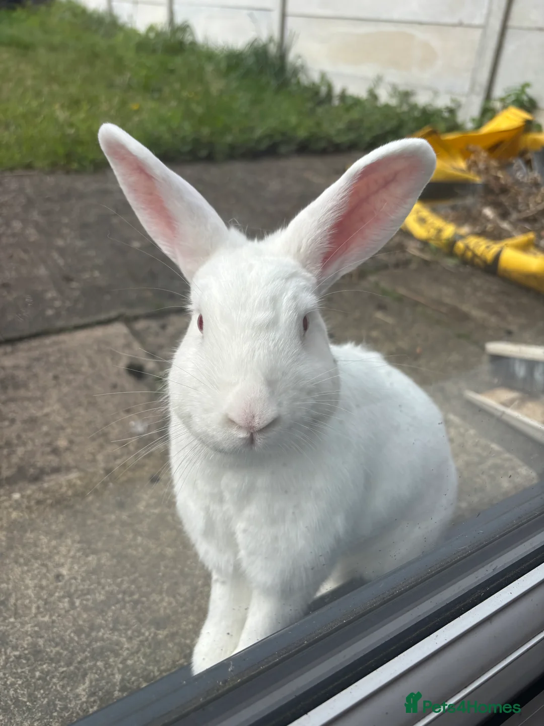 Mixed Breed rabbits for sale: 3Yr old Male & Female Rabbits - Advert 1