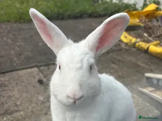 Mixed Breed rabbits 3Yr old Male & Female Rabbits - Advert 14