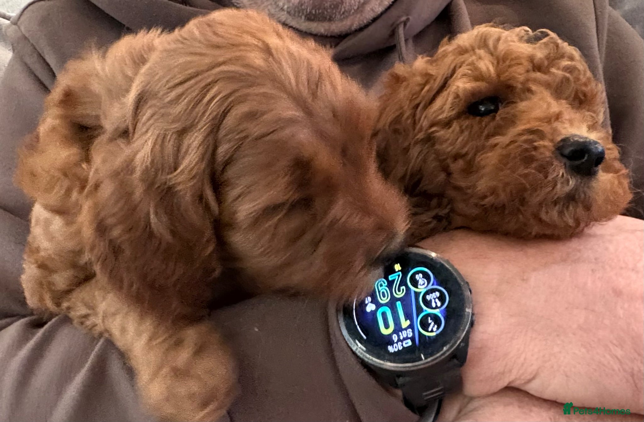 Mini Goldendoodle dogs 🌟Gorgeous Mini Goldendoodles🌟 - Advert 2