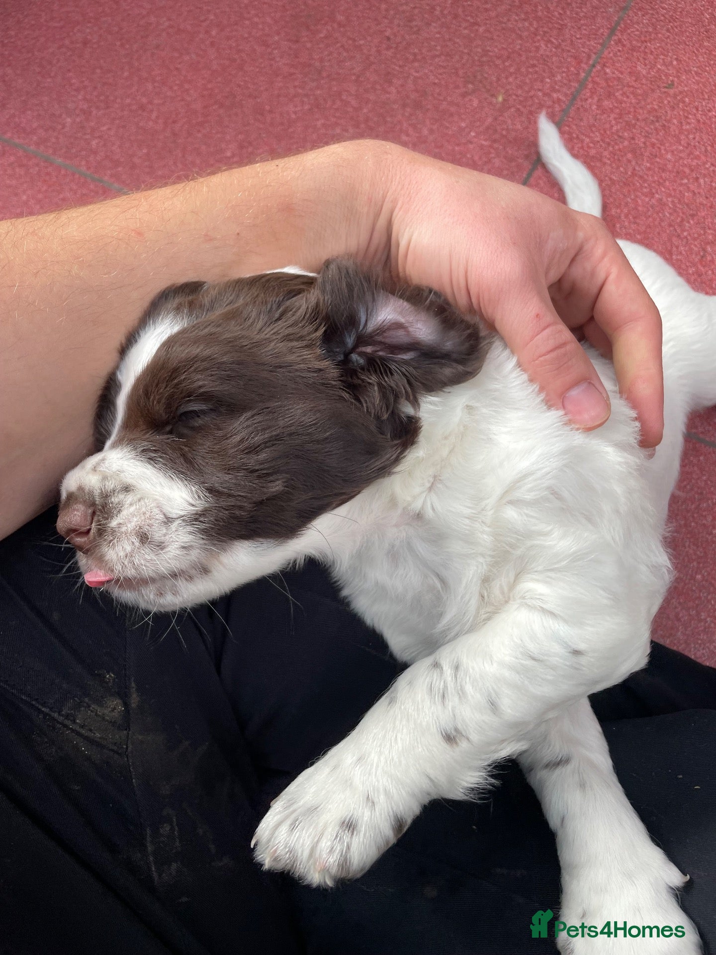 Sprocker dogs Sprocker spaniel puppies for sale - Advert 1