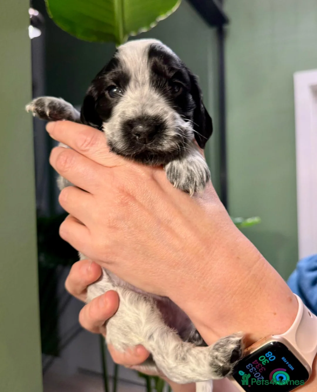 Cocker Spaniel dogs for sale: Gorgeous KC/Full Health Cocker Spaniel show type - Advert 29