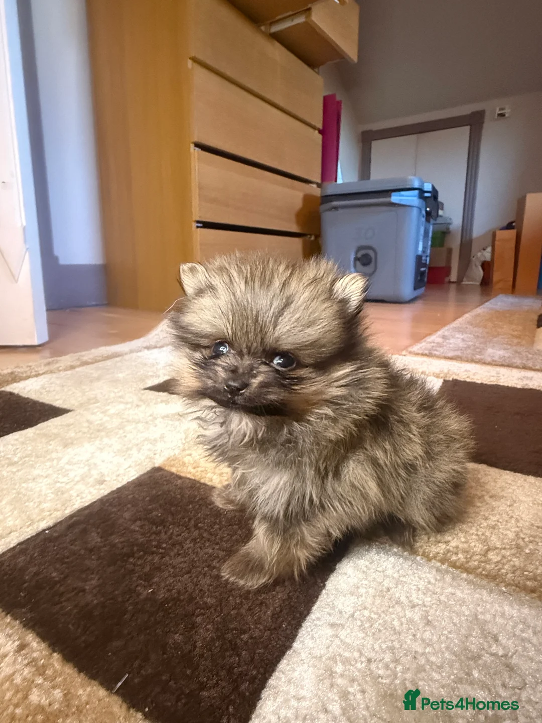 Pomeranian dogs for sale: 🐾 Adorable Merle Pomeranian Puppies for Sale 🐾 - Advert 2