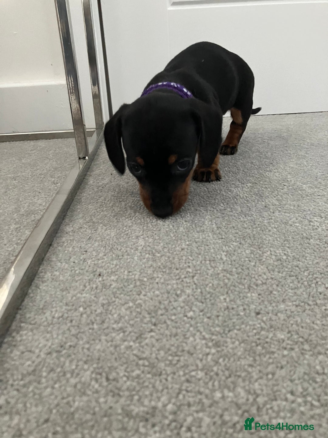 Dachshund dogs for sale: Dachshund pups black and tan - Advert 16