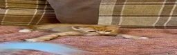Mixed Breed cats for sale: 3 beautiful male kittens (dad is Persian)  - Advert 21