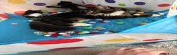 Mixed Breed cats for sale: Stunning kittens for sale x - Advert 1
