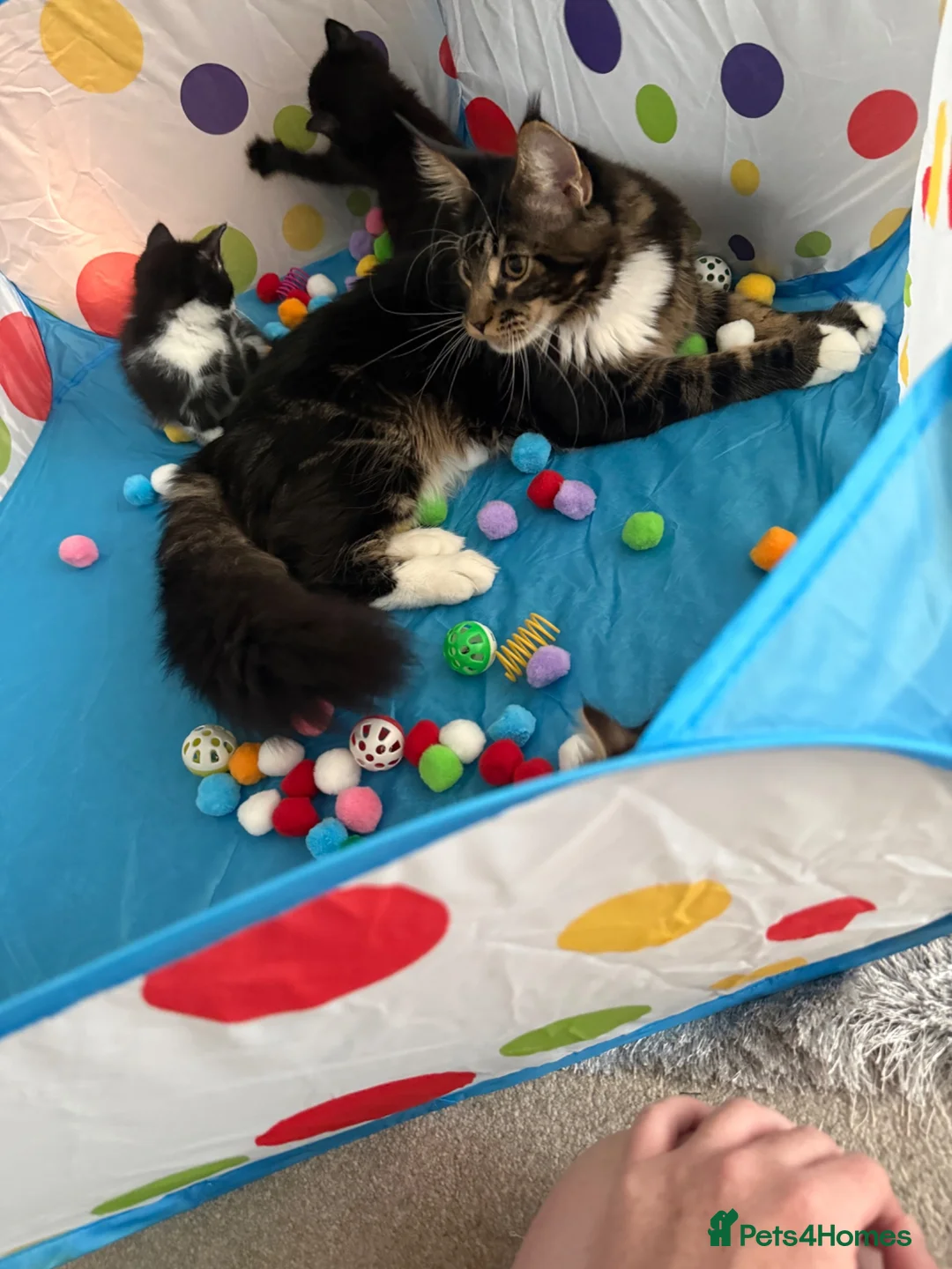 Mixed Breed cats for sale: Stunning kittens for sale x - Advert 1