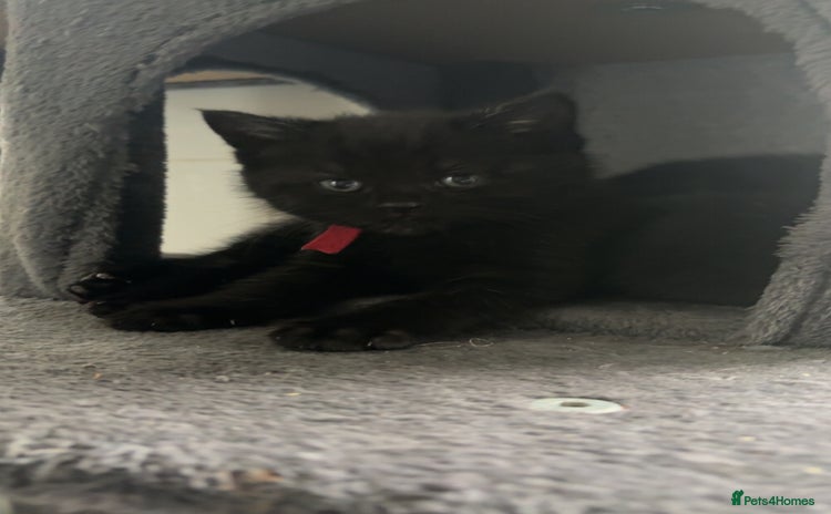 Mixed Breed cats - Advert 15