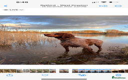 Brittany Spaniel dogs for sale: Brittany puppies for sale  - Image 33