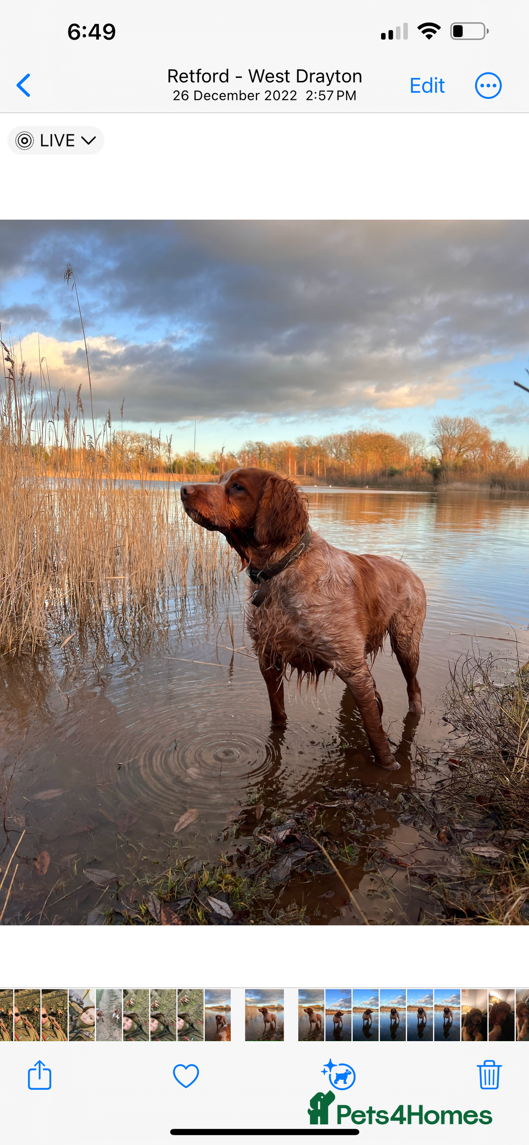 Brittany Spaniel dogs for sale: Brittany puppies for sale  - Image 33