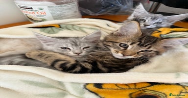 Maine Coon cats - Advert 1