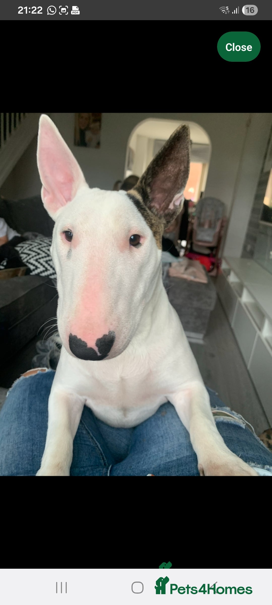 English Bull Terrier dogs English bull terrier bitch pup - Advert 1