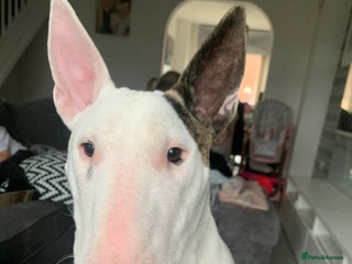 English Bull Terrier dogs English bull terrier bitch pup - Advert 1