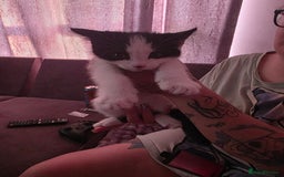 Mixed Breed cats for sale: Mixed Maine Coon - Image 3