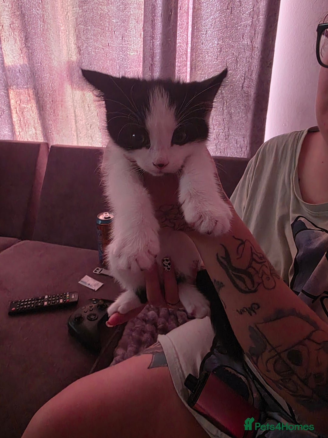Mixed Breed cats for sale: Mixed Maine Coon - Image 3