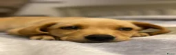 Labrador Retriever dogs for sale: Beautiful Yellow Labrador Retriever Puppy - Advert 6