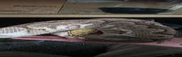 Python Snake reptiles for sale: Royal python - Advert 2