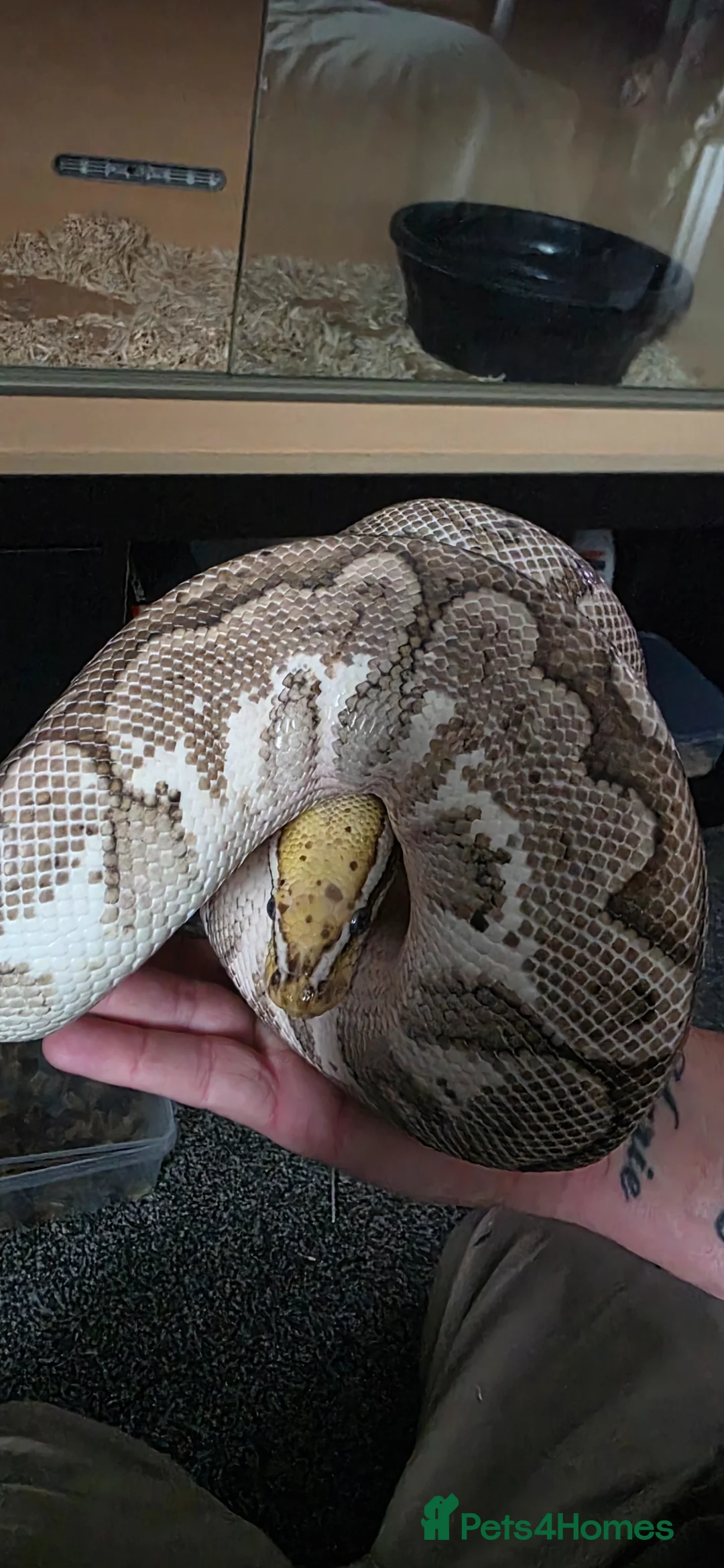 Python Snake reptiles for sale: Royal python - Advert 2