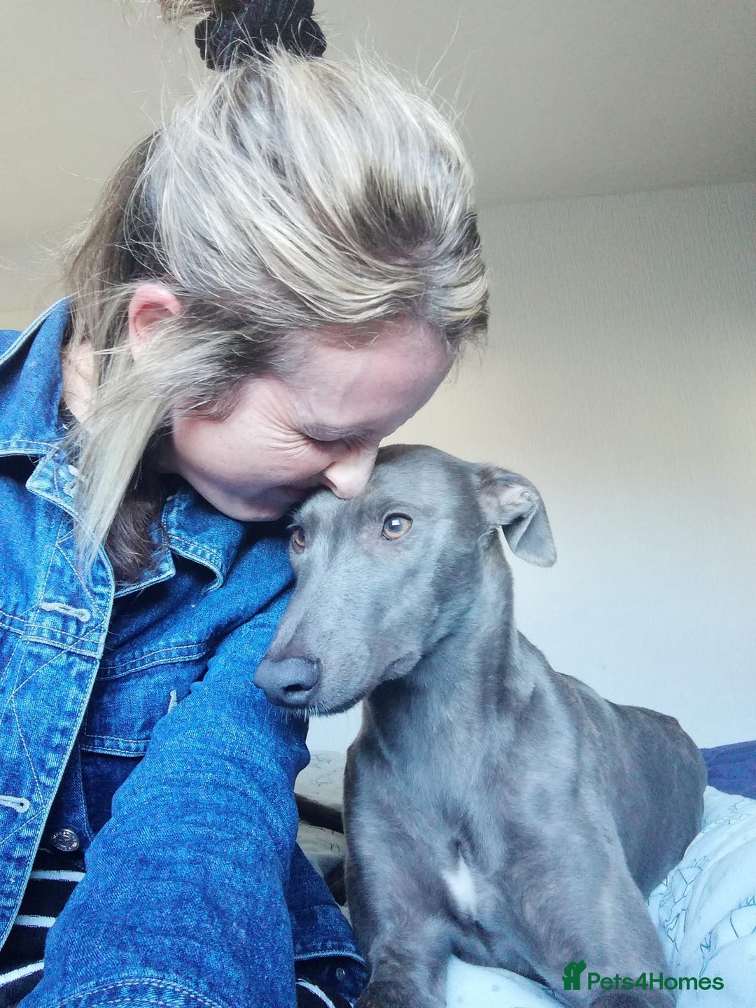 Mixed Breed dogs for sale: 5 lovely Lurchers  - Image 6