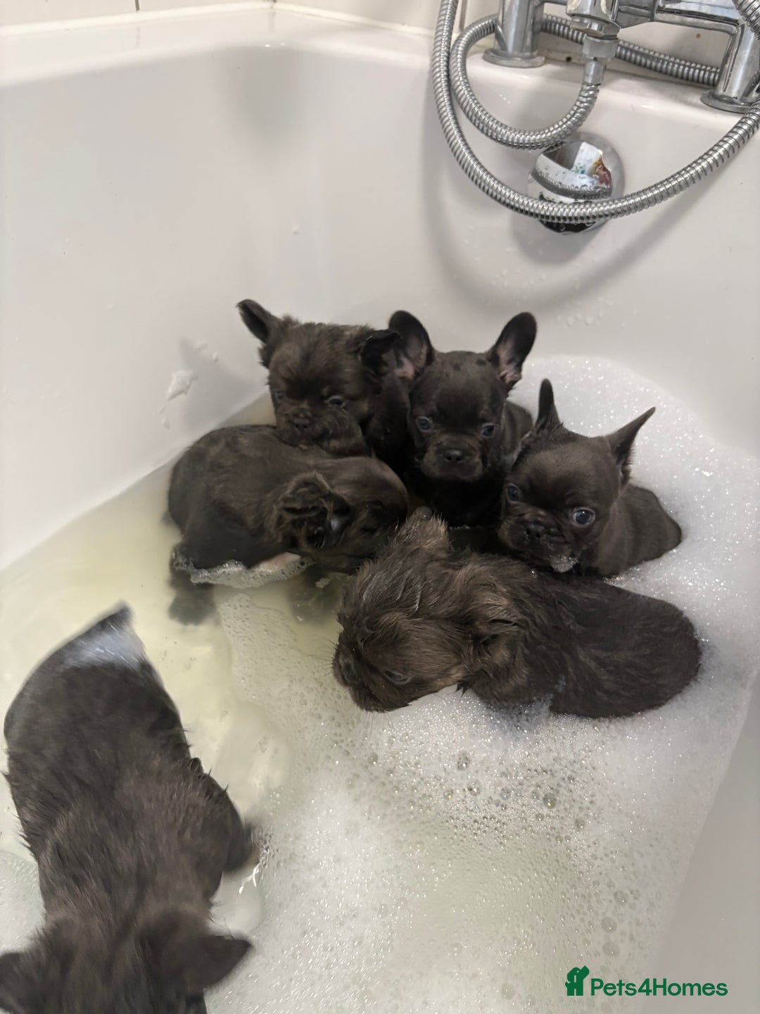 French Bulldog dogs for sale: French Bulldog Puppys - Advert 13