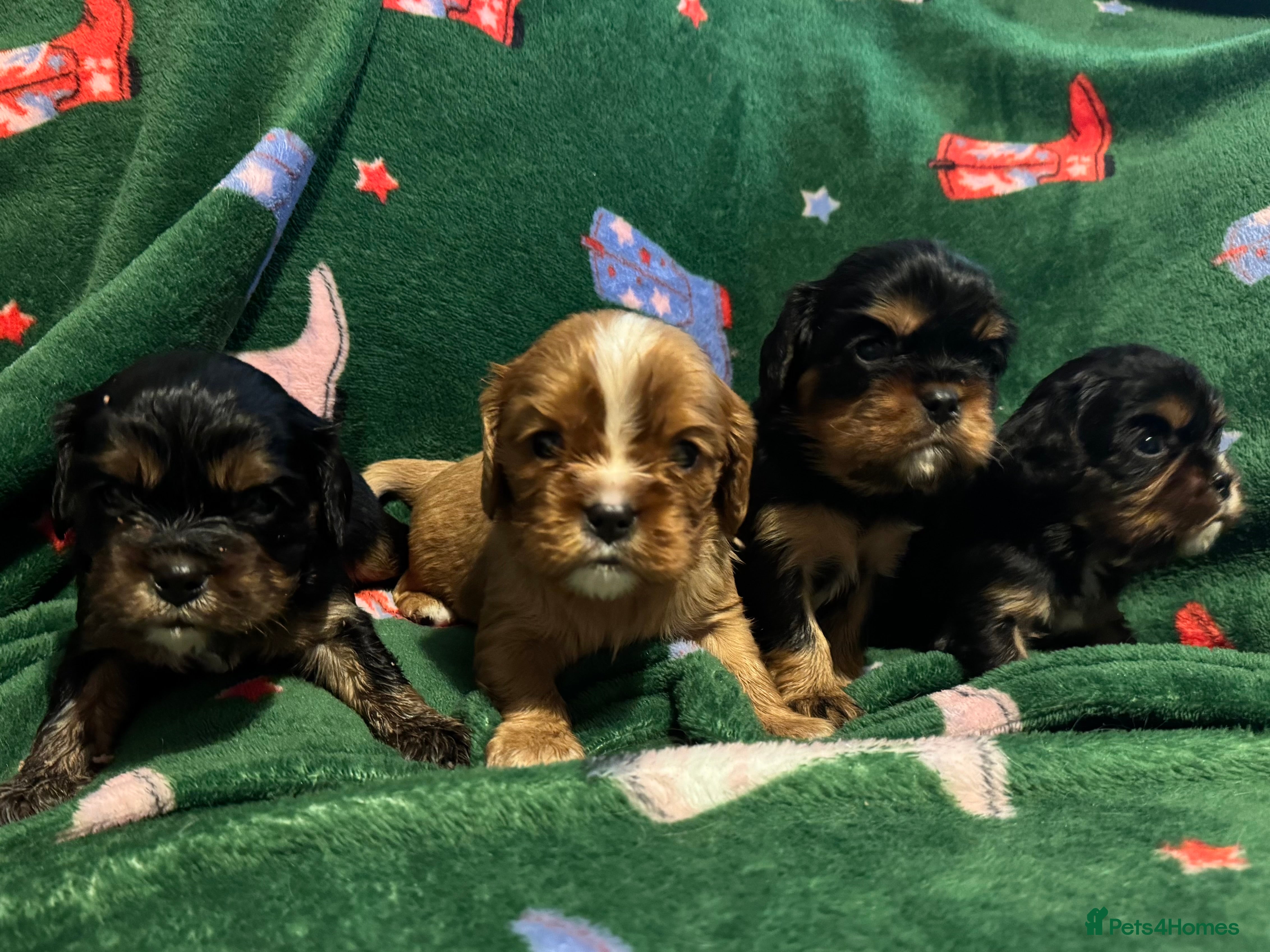 Cavalier King Charles Spaniel dogs Stunning KC reg Cavalier King Charles spaniels - Advert 6