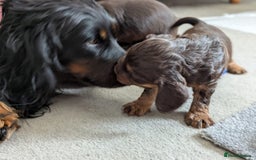 Cocker Spaniel dogs for sale: 3 Adorable kc reg working cocker spaniel puppies  - Image 16