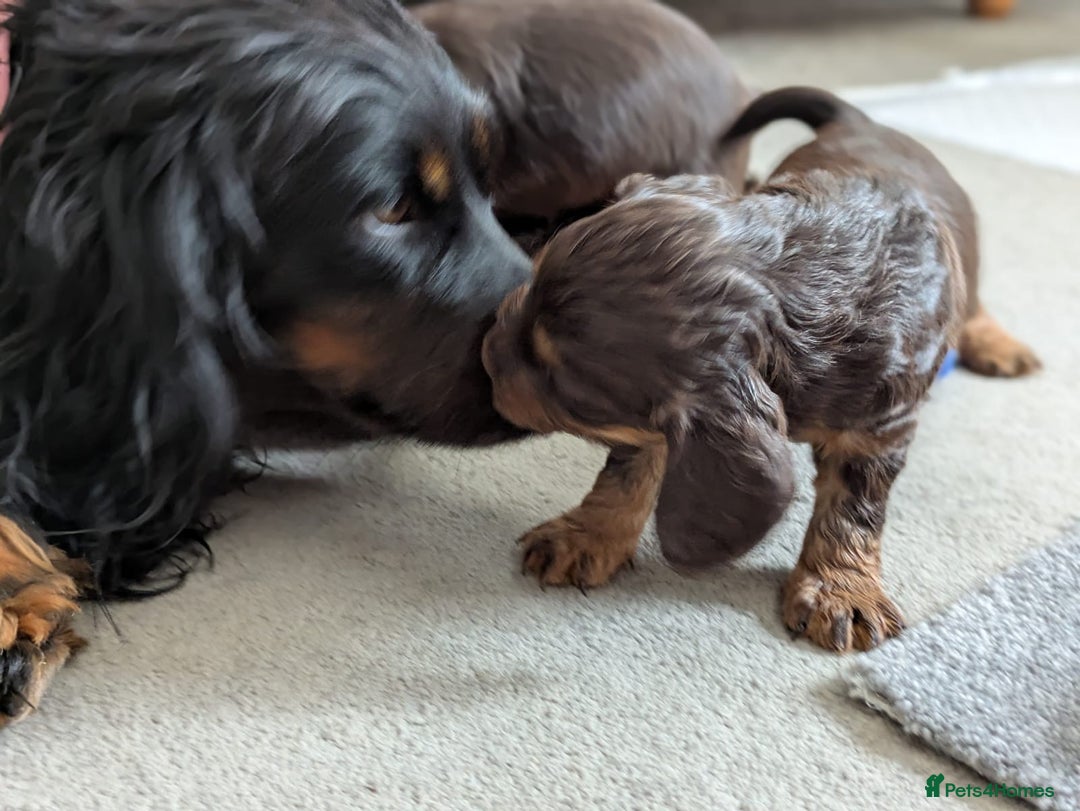 Cocker Spaniel dogs for sale: 3 Adorable kc reg working cocker spaniel puppies  - Image 16