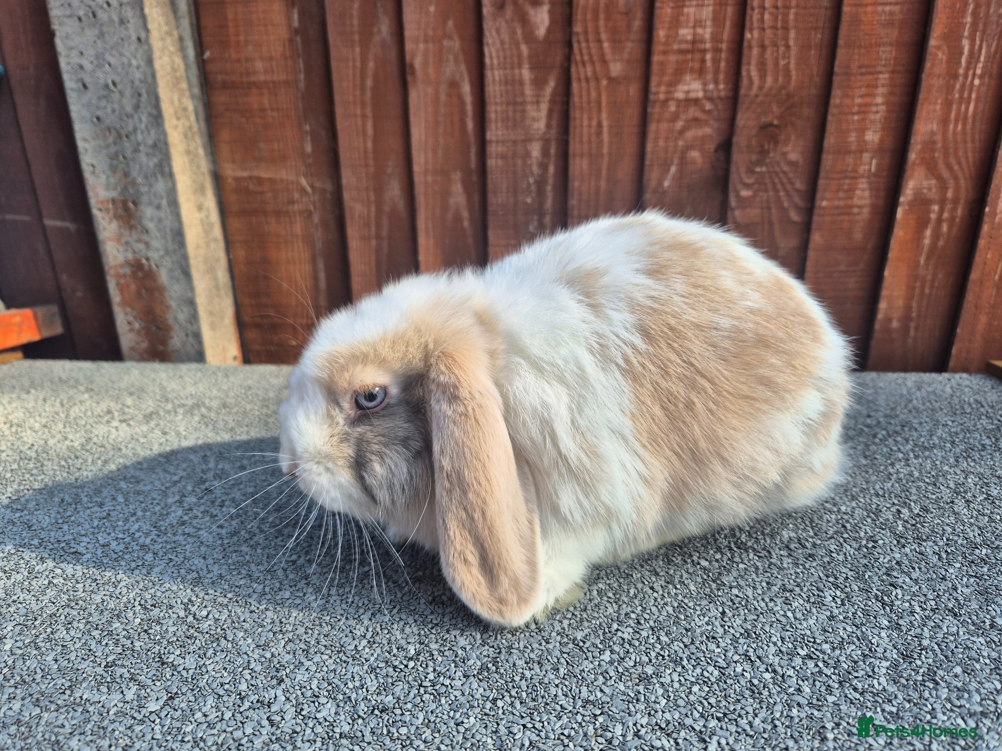 Mini Lop rabbits Gorgeous boy Ready now  - Advert 1