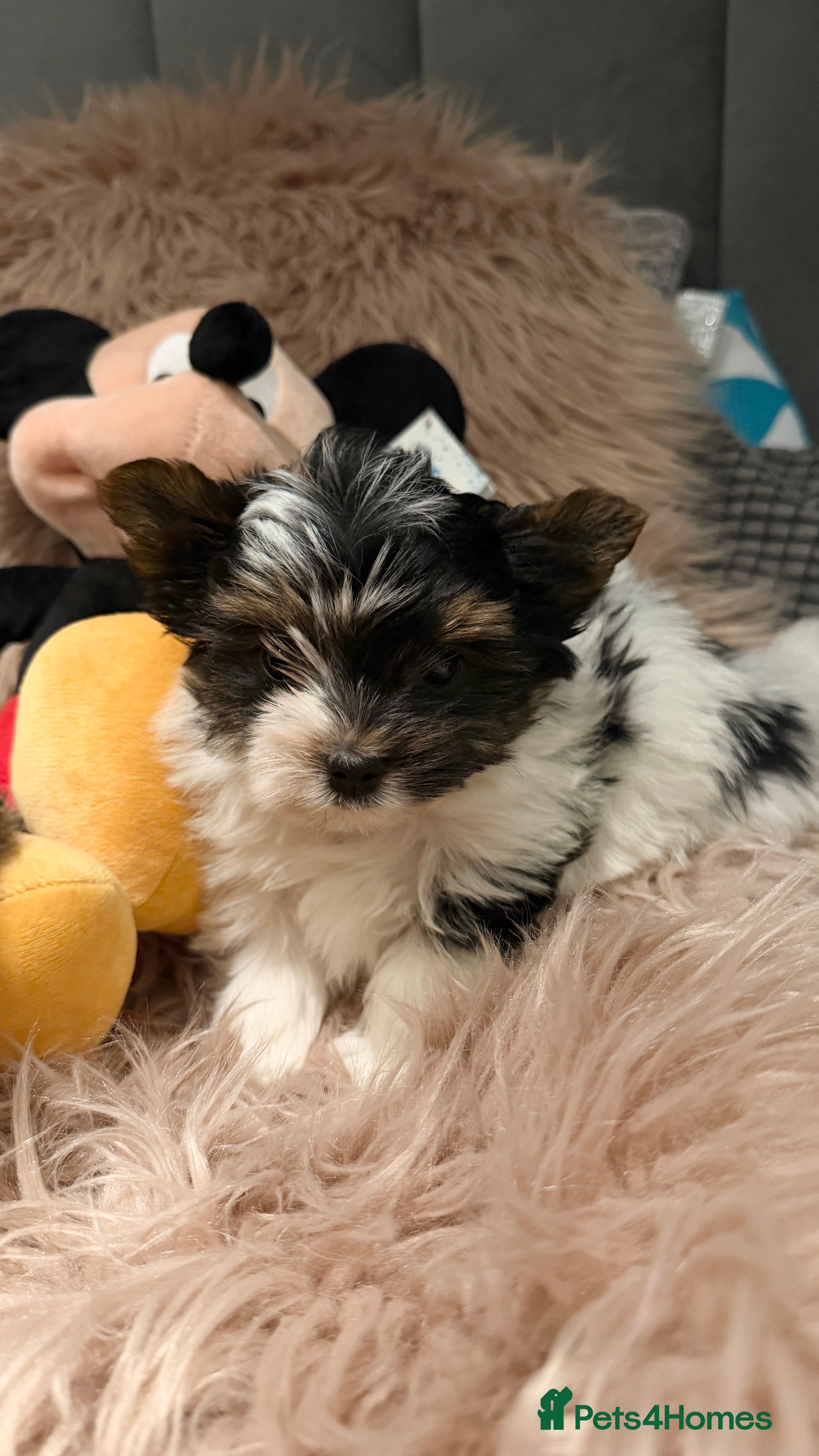 Biewer Terrier dogs Beautiful boys Biewer ready now reduced price - Advert 2