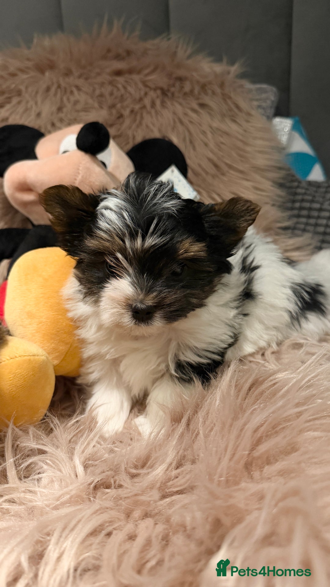 Biewer Terrier dogs for sale: Beautiful boys Biewer ready now  - Advert 8