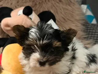 Biewer Terrier dogs Beautiful boys Biewer ready now reduced price - Advert 2