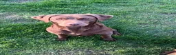 Labrador Retriever dogs for sale: Choc dual purpose Lab pups, KC Reg Health Tested  in Filey - Advert 11