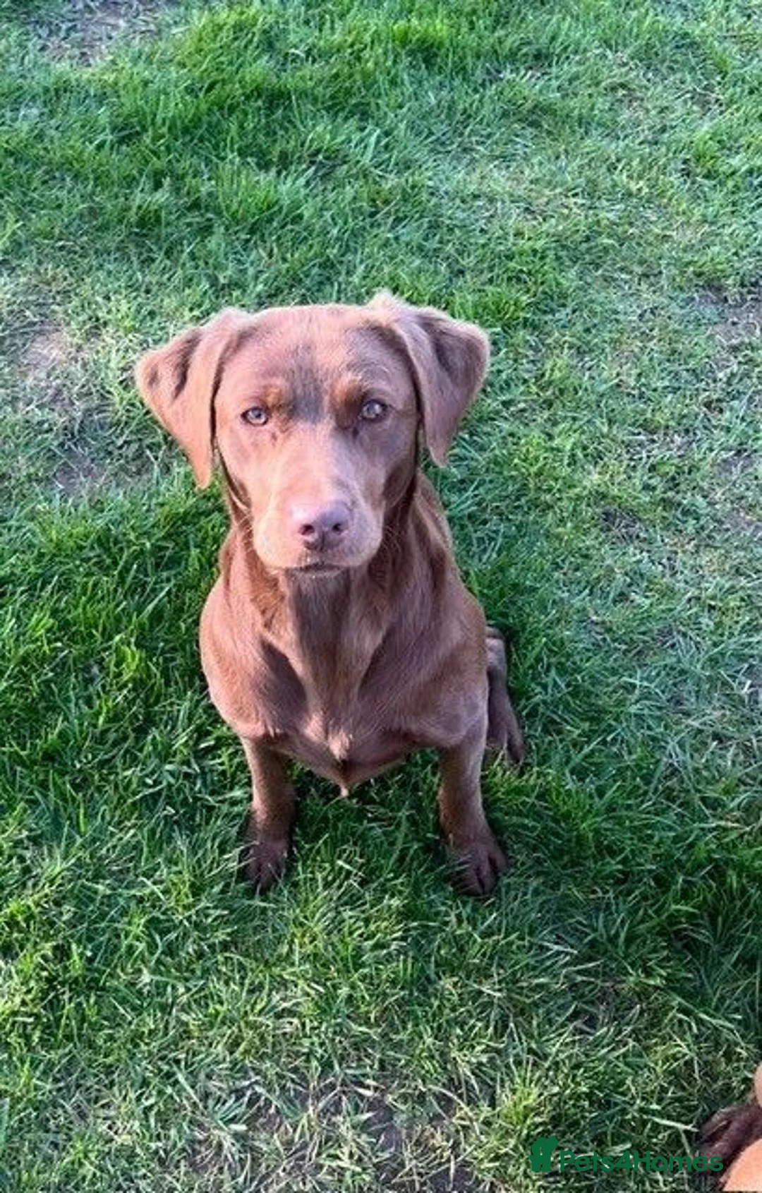 Labrador Retriever dogs for sale: Choc dual purpose Lab pups, KC Reg Health Tested  in Filey - Advert 11
