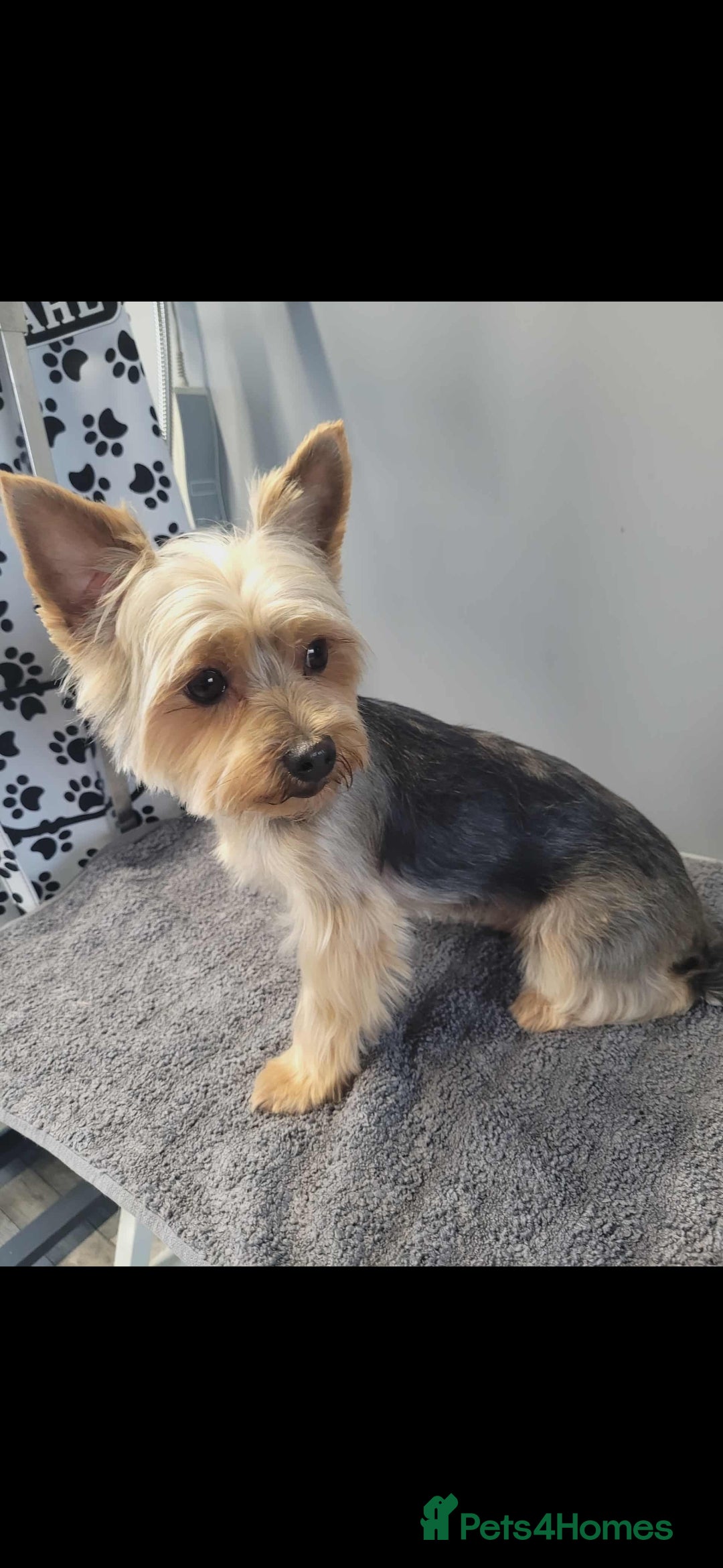 Yorkshire Terrier dogs for sale: Yorkshire terrier  - Advert 6